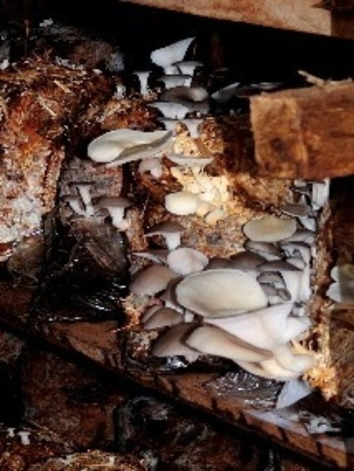 New Hope grows mushrooms