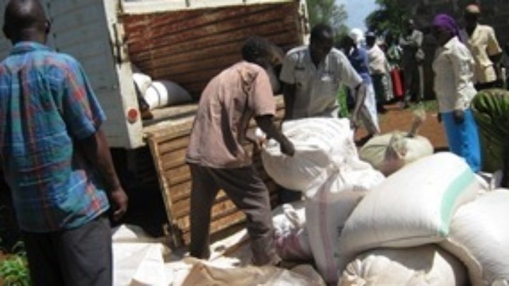 Unloading maize